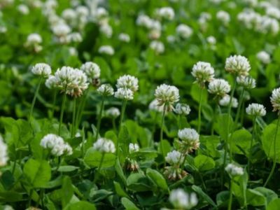 Malerba dicotiledone foglia larga infestante del prato _ trifolium repens _ trifogliobianco
