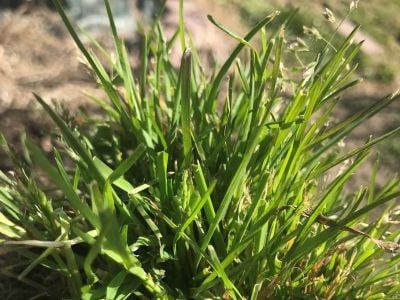 Malerba graminacea monocotiledone foglia stretta infestante del prato _ poa annua