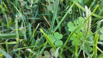 Come riconoscere le erbe infestanti del prato
