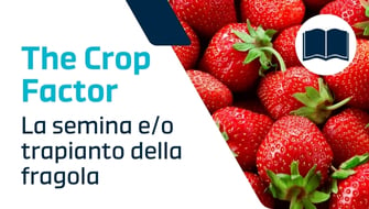 Guida completa su come seminare le fragole