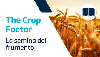 Quando si semina il grano: guida per professionisti