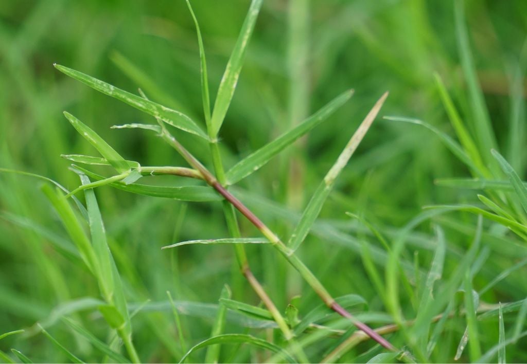 Cynodon dactylon o Gramigna nana - può essere scelta come essenza mcroterma per prato o essere considerata come malerba graminacea monocotiledone foglia stretta infestante del prato