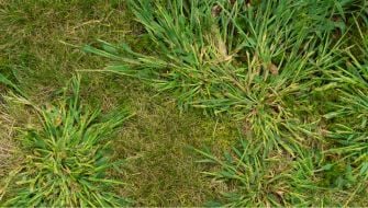 Come Eliminare la Digitaria sanguinalis dal prato: tecniche di controllo e diserbo selettivo