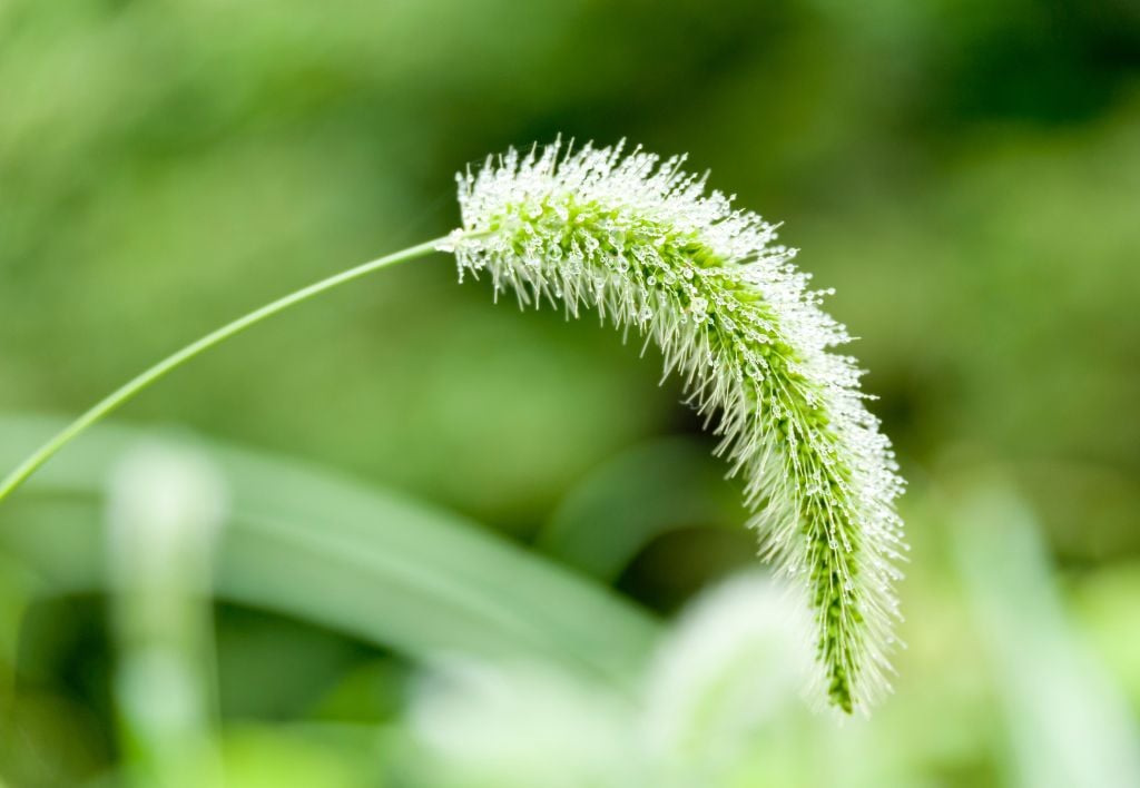 Setaria viridis o Pabbio comune o Coda di Volpe o Fox Tail- malerba graminacea monocotiledone foglia stretta infestante del prato - primo piano