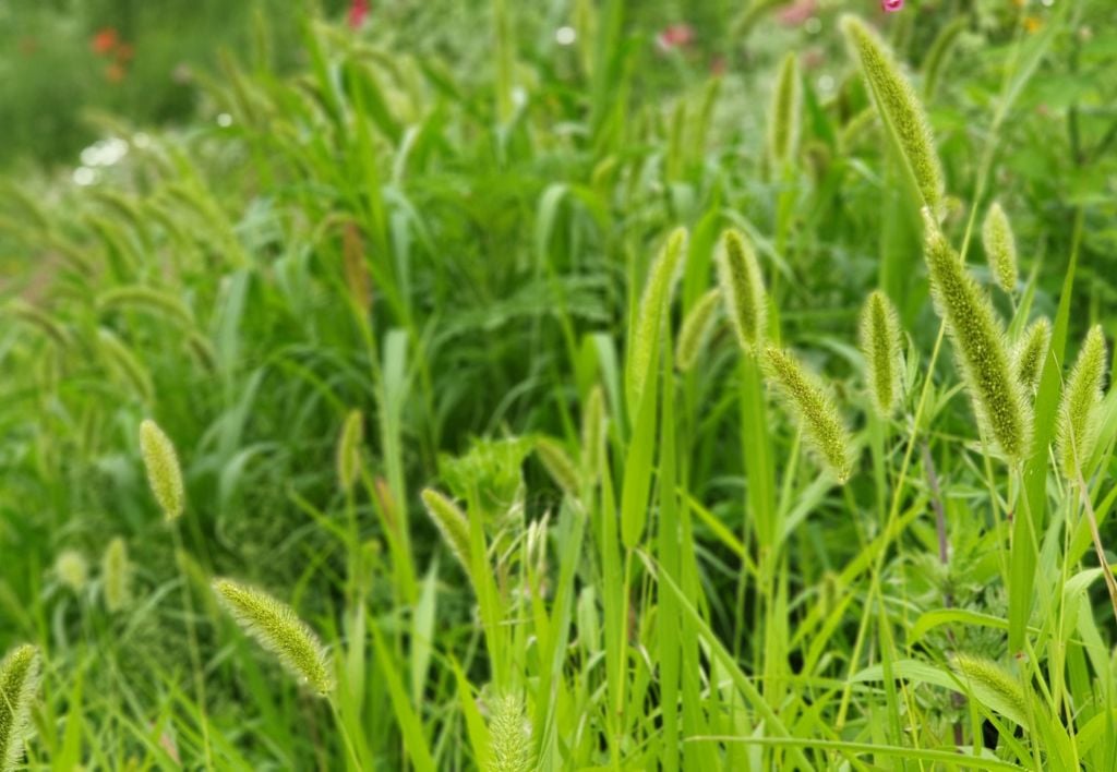 Setaria viridis o Pabbio comune o Coda di Volpe o Fox Tail - malerba graminacea monocotiledone foglia stretta infestante del prato