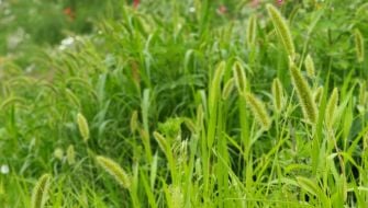 Come eliminare la Setaria dal prato: tecniche di controllo e diserbo selettivo