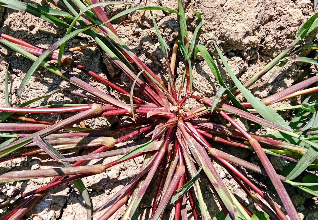 Echinochloa Crus-Galli o Giavone o Barnard weed- malerba graminacea monocotiledone foglia stretta infestante del prato - primo piano