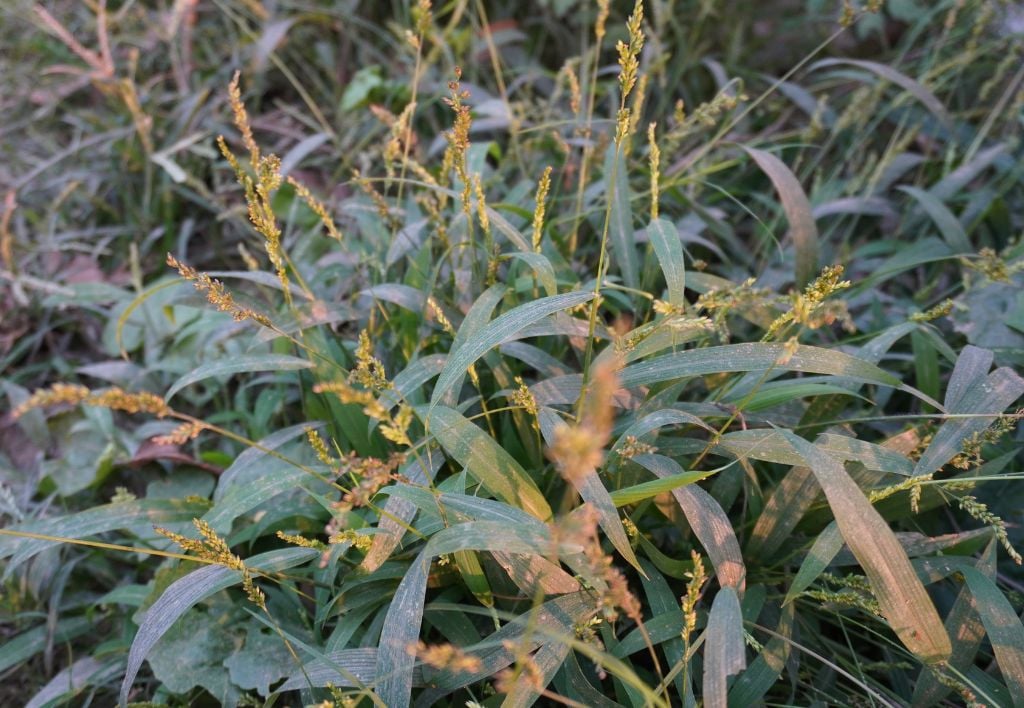 Echinochloa Crus-Galli o Giavone o Barnyard weed- malerba graminacea monocotiledone foglia stretta infestante del prato