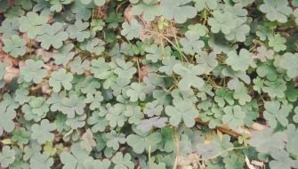 Come eliminare l’Acetosella – Oxalis dal prato: tecniche di controllo e diserbo selettivo