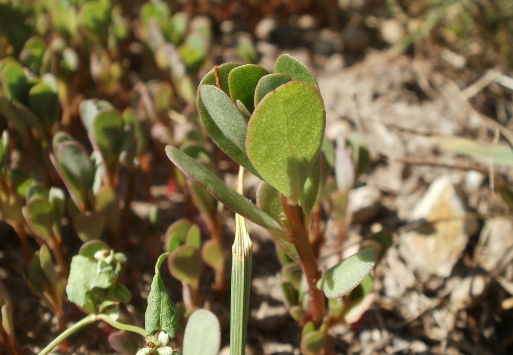 Portulaca o Portulaca olerace o Erba porcellana o Purslane - malerba dicotiledone a foglia larga infestante del prato