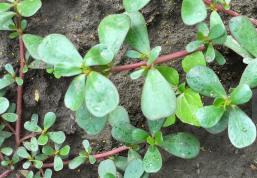 Portulaca o Portulaca olerace o Erba porcellana o Purslane - malerba dicotiledone a foglia larga infestante del prato