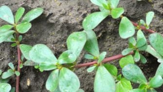 Come eliminare la Portulaca dal prato: tecniche di controllo e diserbo selettivo