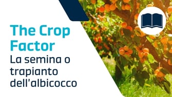 Semina dell’Albicocco: guida completa per professionisti