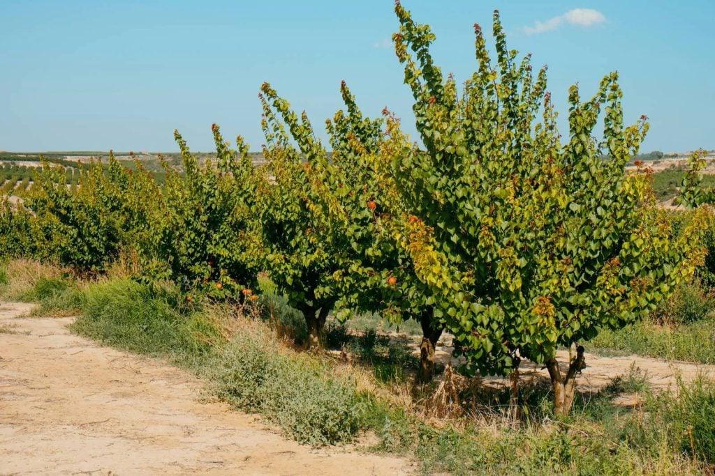 L'albicocco è un piccolo albero dalla chioma rotonda capace di raggiungere, in media, altezze fino a 6 metri.
