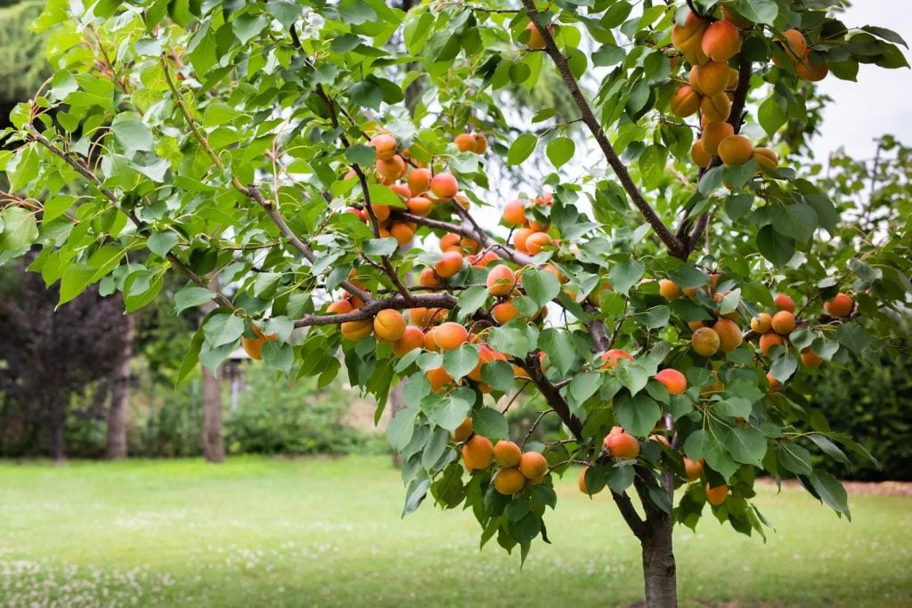 Le stagionalità di raccolta dei frutti di albicocco sono maggio, giugno, luglio a seconda delle varietà.