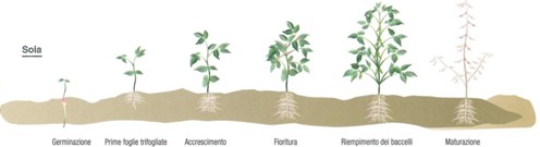 Fasi di crescita della soia.