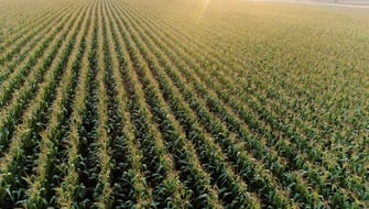 Aminoacidi in agricoltura: come migliorano il benessere delle piante