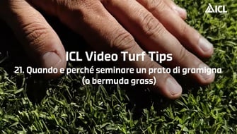 21 | Quando, perchè e dove seminare un prato in macroterme – Video Turf Tips