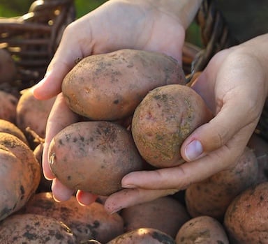 Prova in campo: Agroleaf Liquid Balance su Patata