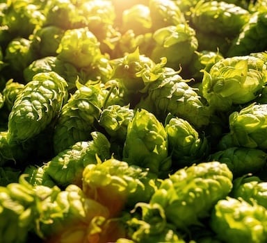 Prova in campo: Agroleaf Power su Luppolo
