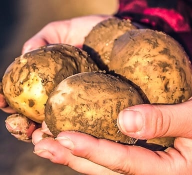 Prova in campo: H2Flo su Patata
