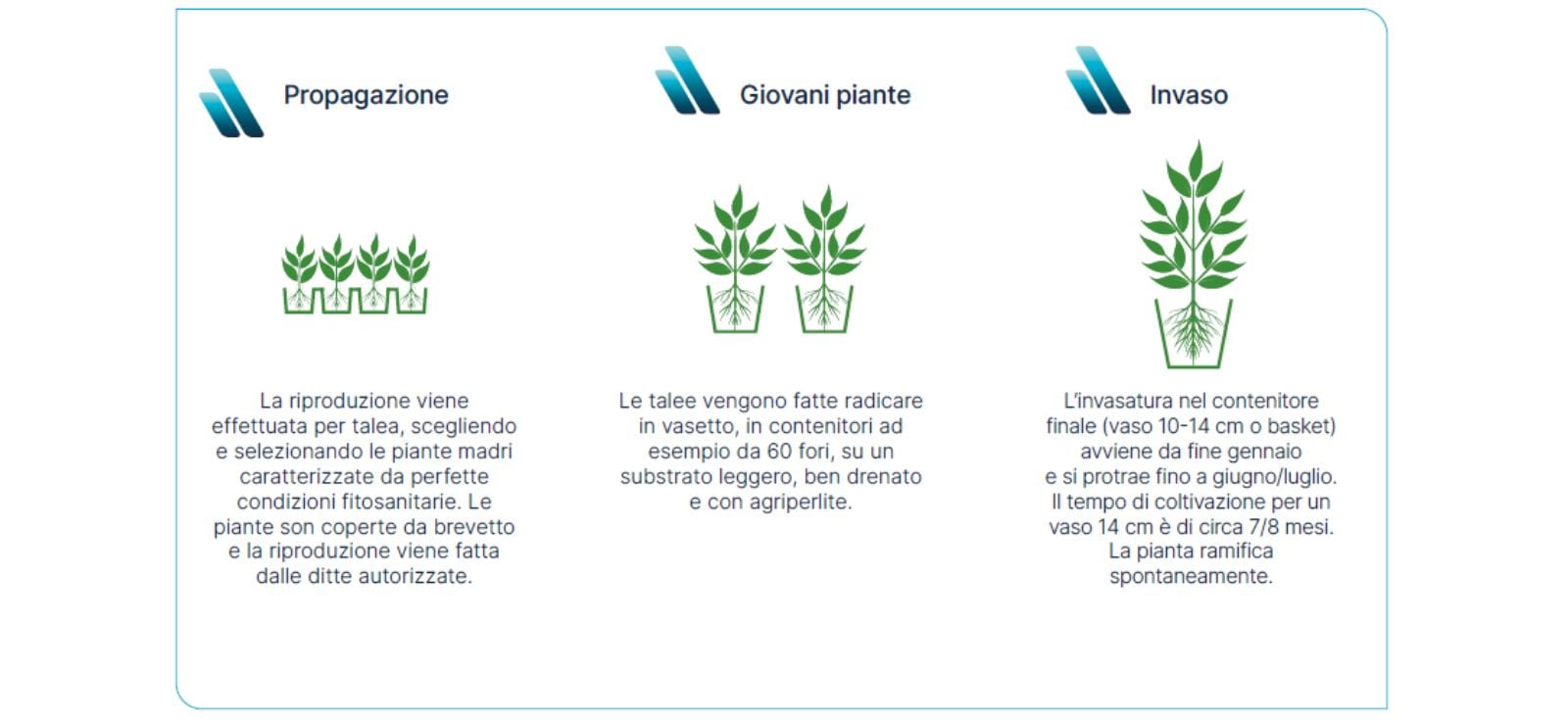 Quando invasare l'Euphorbia milii