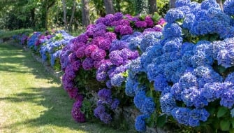 Come curare le ortensie in vaso e in giardino: guida completa