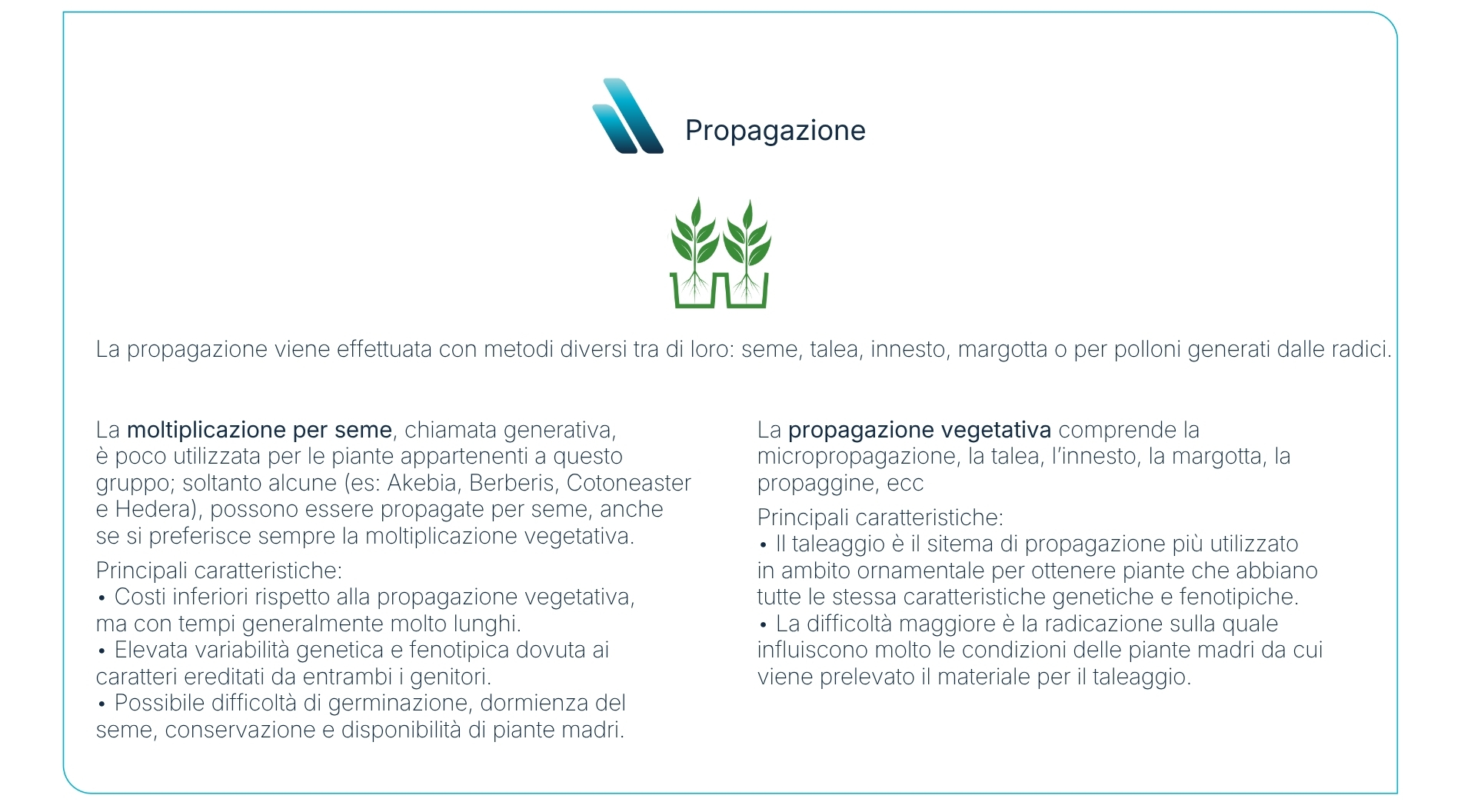 PROPAGAZIONE DEI CESPUGLI SEMPREVERDI