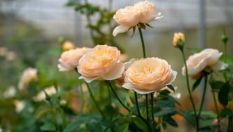 Come curare rose perfette in vaso e in giardino: guida completa