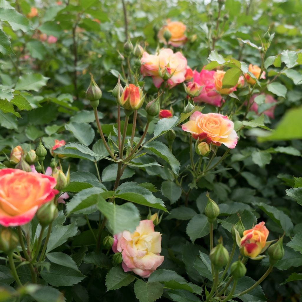 rose