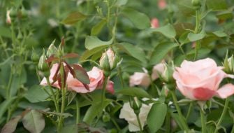Come curare le rose nelle diverse stagioni in vaso e in giardino