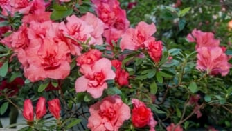 Come curare le azalee in vaso e in giardino: guida completa
