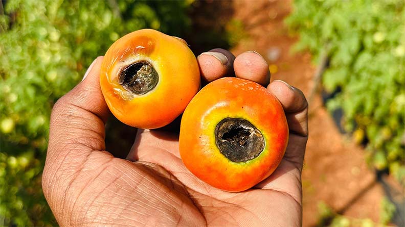A hand holding two tomatoes, each with a single, circular black holes in the fruit