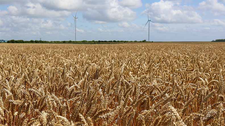 Field of golden wheat with wind turbines in the background