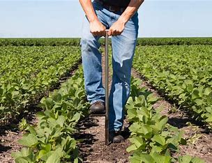 A person taking a soil sample with a probe in a cultivated crop field.
