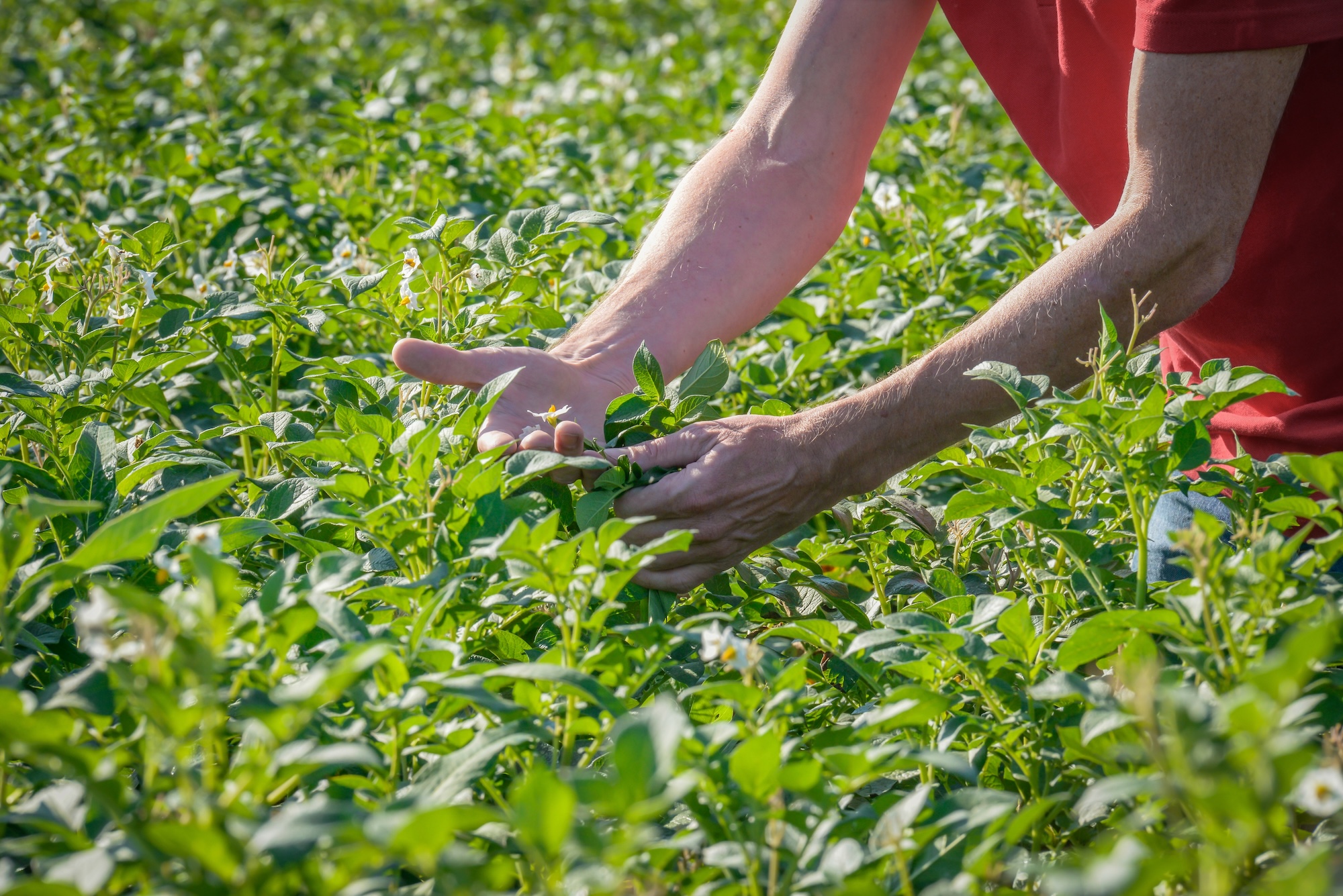 Farmer's hands inspecting lush green potato plants in a sunny field.
