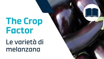 La melanzana: biodiversità e criteri di classificazione varietale
