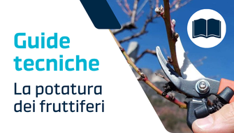 La potatura dei fruttiferi: come riconoscere i rami produttivi