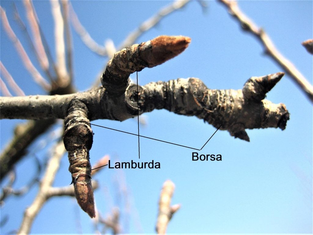 Immagine 2 - Lamburda su pero