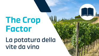 Potatura della vite da vino: strategie per l’equilibrio vegeto-produttivo
