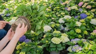 Fosforo nelle piante ornamentali: come scegliere la concimazione idrosolubile più efficace