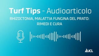 Rhizoctonia malattia fungina del prato: rimedi e cura- Audioarticolo Turf Tips