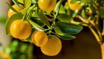 Come curare gli agrumi in vaso e in giardino: guida completa