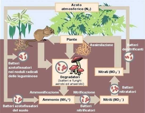 Assorbimento dell'azoto da parte delle radici sotto forma di nitrato e ammonio.