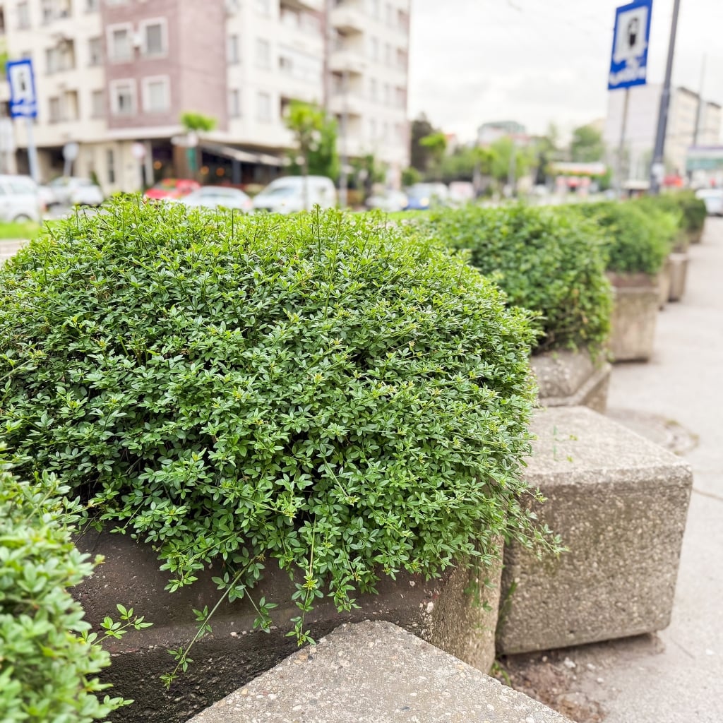 Siepi sempreverdi potate in fioriere decorative per la valorizzazione di aree urbane del verde ornamentale esterne.