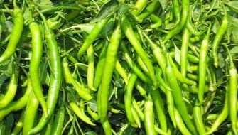 हरियाणा किसान को ICL खाद से मिर्च में जबरदस्त पैदावार