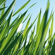 Crop image