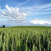 Crop image