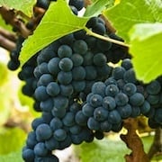 Crop image