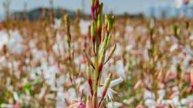 “In het VK draait alles om planten”